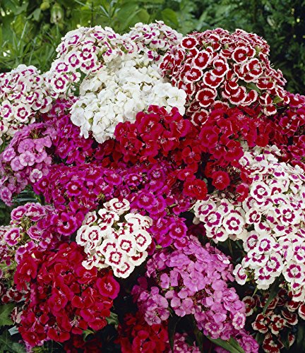 100 + SEMILLAS CLAVEL Flor - SWEET WILLIAM ROSA GROUNDCOVER MIX - FastShip EE.UU.