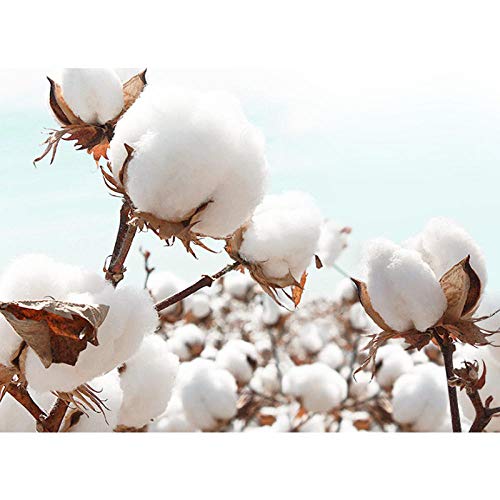 3 Embalaje Toalla de lavado Toalla de limpieza para mujer Papel de limpieza facial de algodón desechable Toallitas removibles Desmaquillador aséptico Algodón espesante Patrón de perlas 100 piezas