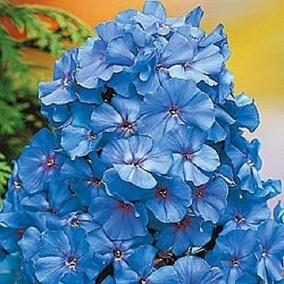 30 + Light Blue Phlox/fragante Semillas resiembra anual de la flor