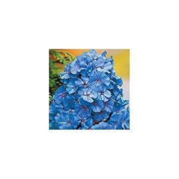 30+ Light Blue Phlox/Fragrant Re-Seeding Annual Flower Seeds