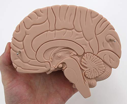 3B Scientific  C15/1 Modelo de anatomía humana Encéfalo Económico, desmontable En 2 Piezas + software de anatomía gratuito - 3B Smart Anatomy