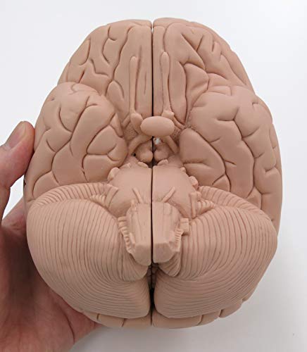 3B Scientific  C15/1 Modelo de anatomía humana Encéfalo Económico, desmontable En 2 Piezas + software de anatomía gratuito - 3B Smart Anatomy