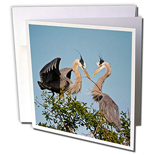 3dRose gc_230454_2 Florida, Great Blue Heron, Courting Ceremony, tarjeta de felicitación de 15,2 x 15,2 cm (juego de 12)