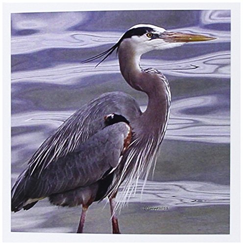 3Drose Great Blue Heron - Tarjetas de felicitación, 15,24 x 15,24 cm, juego de 12 (gc_19132_2)