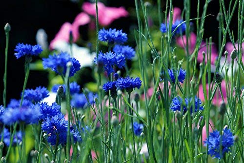 Aciano (Centaurea cyanus)/50 semillas/casi ningún cuidado/apícola