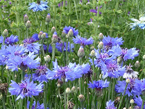 Aciano (Centaurea cyanus)/50 semillas/casi ningún cuidado/apícola