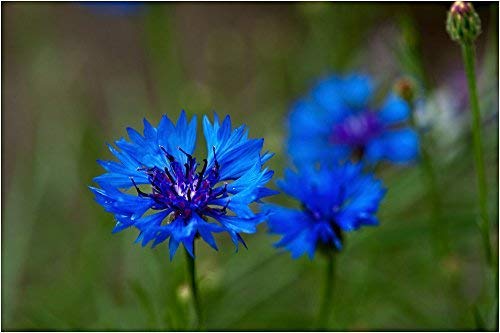 Aciano (Centaurea cyanus)/50 semillas/casi ningún cuidado/apícola