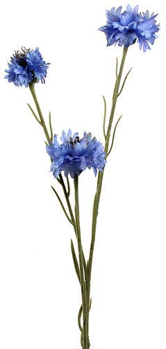 Aciano (Centaurea cyanus)/50 semillas/casi ningún cuidado/apícola