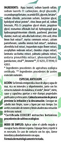 Algologie International Champú Suero Fitomarino, Anticaspa, con Melaleuca y Té Verde - 300 ml