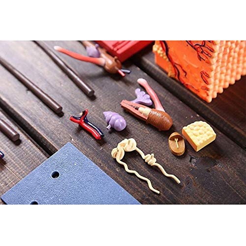 BZZBZZ Modelo de Piel Humana Ensamblaje de Tejido de Piel extraíble Modelo anatómico agrandado estático （19 Piezas） para la enseñanza de la exhibición del Estudio del Aula de Ciencias