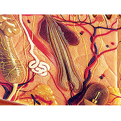 BZZBZZ Modelo de Piel Humana Ensamblaje de Tejido de Piel extraíble Modelo anatómico agrandado estático （19 Piezas） para la enseñanza de la exhibición del Estudio del Aula de Ciencias