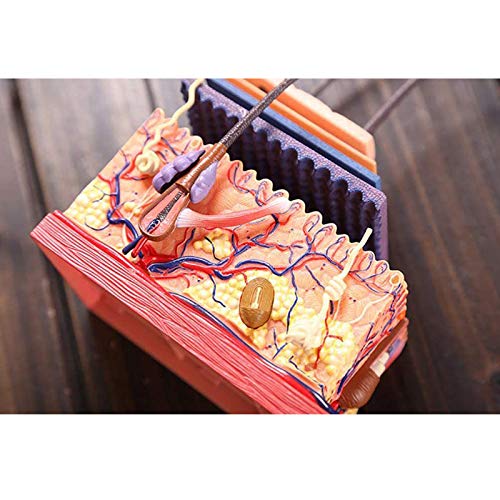 BZZBZZ Modelo de Piel Humana Ensamblaje de Tejido de Piel extraíble Modelo anatómico agrandado estático （19 Piezas） para la enseñanza de la exhibición del Estudio del Aula de Ciencias