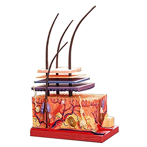 BZZBZZ Modelo de Piel Humana Ensamblaje de Tejido de Piel extraíble Modelo anatómico agrandado estático （19 Piezas） para la enseñanza de la exhibición del Estudio del Aula de Ciencias