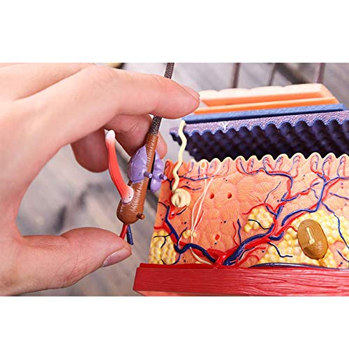 BZZBZZ Modelo de Piel Humana Ensamblaje de Tejido de Piel extraíble Modelo anatómico agrandado estático （19 Piezas） para la enseñanza de la exhibición del Estudio del Aula de Ciencias