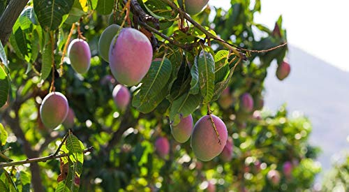 Caja de Mangos-directamente de nuestra finca a tu casa