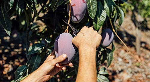 Caja de Mangos-directamente de nuestra finca a tu casa