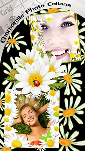 Collage de la foto de la manzanilla