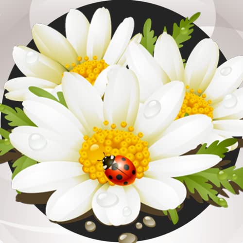 Collage de la foto de la manzanilla