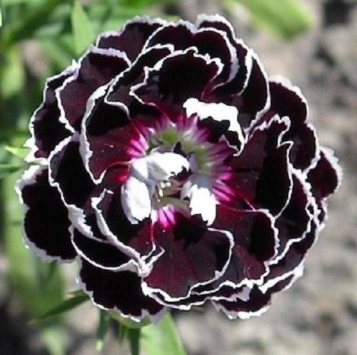 CSNCH Perennial Fragrant Carnation Black/White Velvet Lace Flower Seeds (30 Seeds)