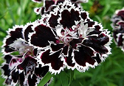 CSNCH Perennial Fragrant Carnation Black/White Velvet Lace Flower Seeds (30 Seeds)