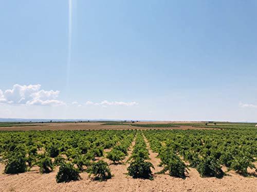 Cueva Llana Syrah Eco 2019, Vino Tinto Ecológico, DOP Manchuela, 75cl