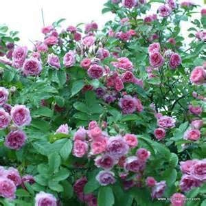 CUSHY seedusa Rosa rugosa rosa florece 25 semillas (Planta Rosa japonesa)