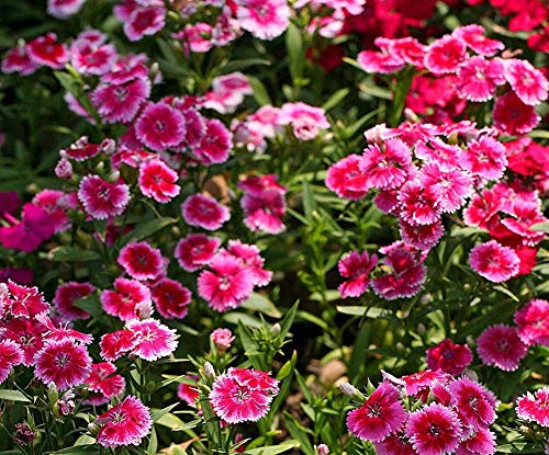 Dianthus Sweet William Flower Seed 40+ Mix de plantas Semillas de flores sin OGM Dianthus barbatus