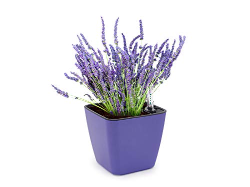 Domestico Kit de Lavanda para cultivar, Lavender growing kit, All-In-One set - hidrojardinera 13x13 cm, semillas testadas, sustrato fresco con nutrientes