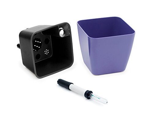 Domestico Kit de Lavanda para cultivar, Lavender growing kit, All-In-One set - hidrojardinera 13x13 cm, semillas testadas, sustrato fresco con nutrientes