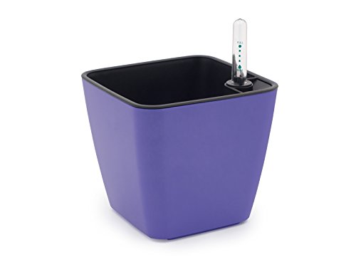 Domestico Kit de Lavanda para cultivar, Lavender growing kit, All-In-One set - hidrojardinera 13x13 cm, semillas testadas, sustrato fresco con nutrientes