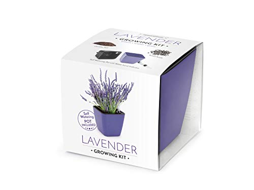 Domestico Kit de Lavanda para cultivar, Lavender growing kit, All-In-One set - hidrojardinera 13x13 cm, semillas testadas, sustrato fresco con nutrientes