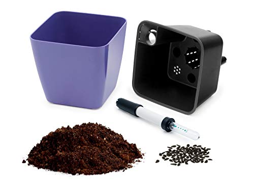 Domestico Kit de Lavanda para cultivar, Lavender growing kit, All-In-One set - hidrojardinera 13x13 cm, semillas testadas, sustrato fresco con nutrientes
