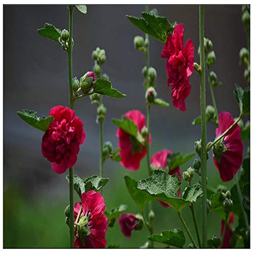 Eastbride perennes Plantas Semillas,Semilla de Malva, pétalos Dobles Rojos, Flor de Malva Rongkui semilla de Calabaza grande-100 g,Balcón Primavera Flores