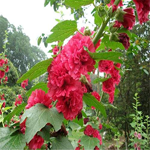 Eastbride perennes Plantas Semillas,Semilla de Malva, pétalos Dobles Rojos, Flor de Malva Rongkui semilla de Calabaza grande-100 g,Balcón Primavera Flores