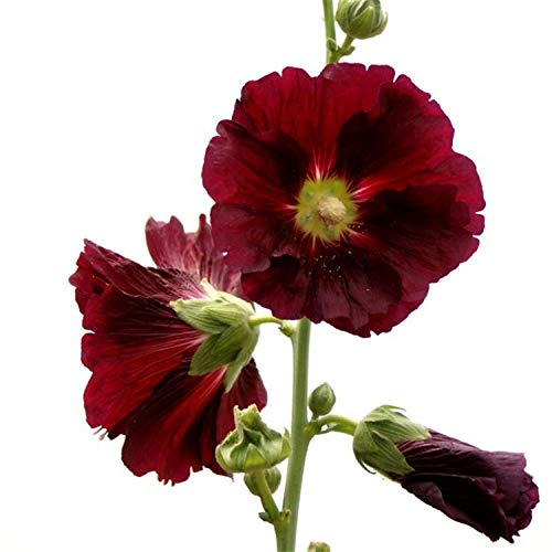 Eastbride perennes Plantas Semillas,Semilla de Malva, pétalos Dobles Rojos, Flor de Malva Rongkui semilla de Calabaza grande-100 g,Balcón Primavera Flores