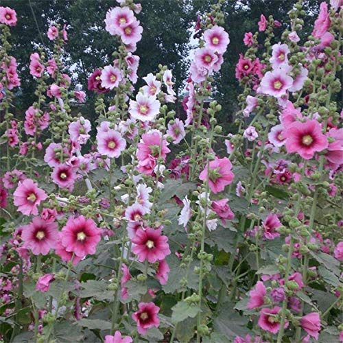 Eastbride perennes Plantas Semillas,Semilla de Malva, pétalos Dobles Rojos, Flor de Malva Rongkui semilla de Calabaza grande-100 g,Balcón Primavera Flores