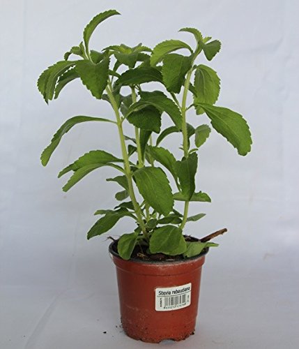 Estevia (Maceta 10,5 cm Ø) - Planta viva - Planta aromatica