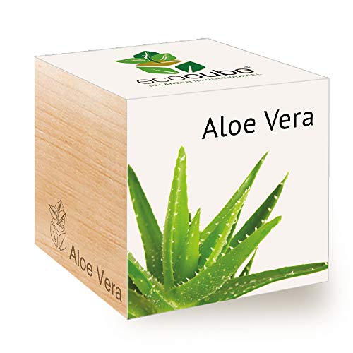 Feel Green Ecocube Aloe Vera, Idea de Regalo sostenible (100% Eco Friendly), Grow Your Own/Anzuchtset, Plantas en Cubos de Madera, Fabricado en Austria