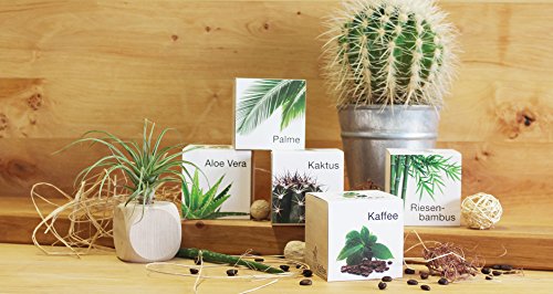 Feel Green Ecocube Aloe Vera, Idea de Regalo sostenible (100% Eco Friendly), Grow Your Own/Anzuchtset, Plantas en Cubos de Madera, Fabricado en Austria