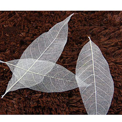 Healifty 100 piezas de hojas de árbol de goma hojas de esqueleto hojas de magnolia diy materiales multifunción para decoración tarjetas de felicitación marcador arte artesanal