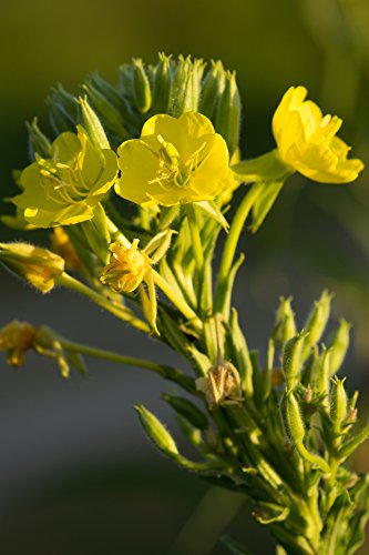 Health Embassy Aceite de Onagra Fresco Prensado en Frío | Fresh Cold Pressed Evening Primrose Oil (100ml)