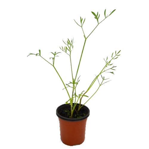 Hinojo Marino 10cm Planta Natural Crithmum Maritimum en Maceta