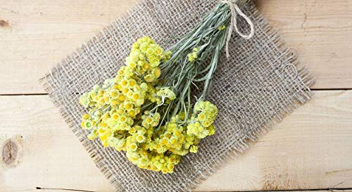 Immortelle – Goldenes aceite