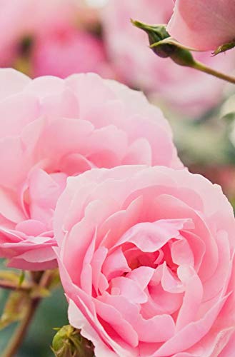 Khadi Mascarilla Facial Rosa 50Gr 4 Unidad