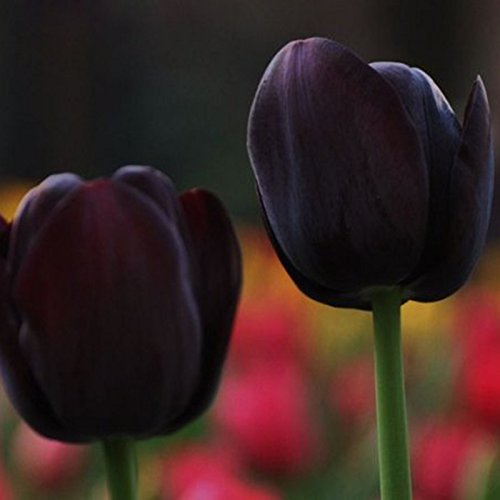 Las semillas raras Tulipán Negro flor de la planta de alto grado Semillas de flor del tulipán 120 Piezas / Lote