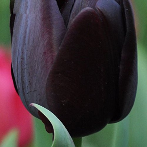 Las semillas raras Tulipán Negro flor de la planta de alto grado Semillas de flor del tulipán 120 Piezas / Lote