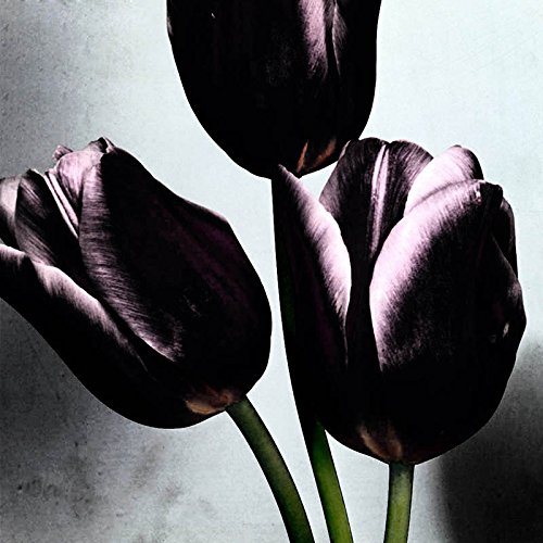 Las semillas raras Tulipán Negro flor de la planta de alto grado Semillas de flor del tulipán 120 Piezas / Lote