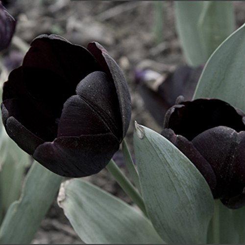 Las semillas raras Tulipán Negro flor de la planta de alto grado Semillas de flor del tulipán 120 Piezas / Lote