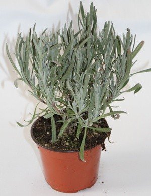 Lavanda (Maceta 10,5 cm Ø) - Planta viva - Planta aromatica