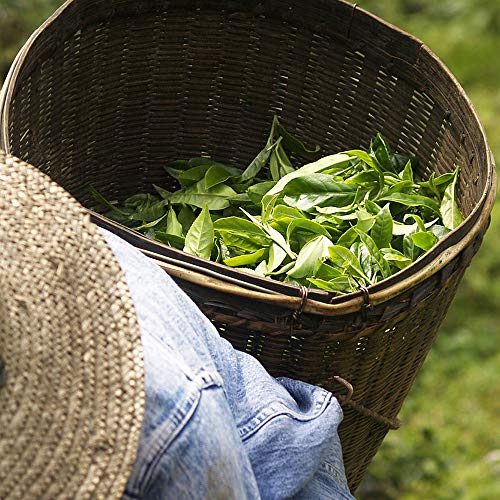 Les Papoteuses | Té blanco con limón y jengibre orgánico | certificado orgánico y comercio justo | Té orgánico 24 sobres | lote de 3 cajas